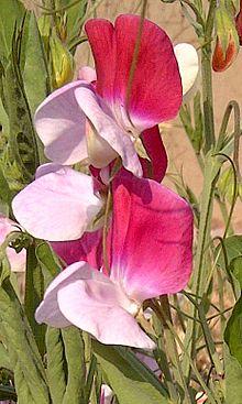 Sweet Pea-01.jpg