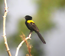 Yellow-mantled Widowbird, Ndassima, CAR (5958116143).jpg
