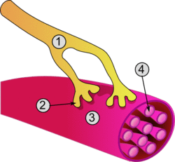 Synapse diag3.png