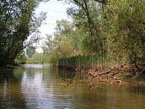 Biesbosch 1.jpg