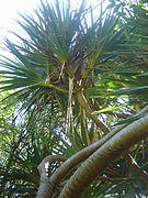Pandanus utilis dsc03670.jpg