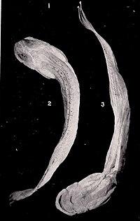 FMIB 52362 Homodiaetus anisitsi Eigenmann and Ward (Type).jpeg