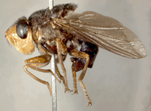 D. hominis adult female.png