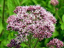 Eupatorium cannabinum ziedai, 2006-07-22.JPG