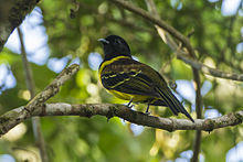 Hooded berryeater (Carpornis cucullata).jpg