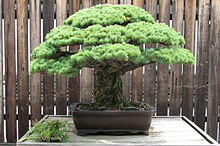 Japanese White Pine, 1625-2007.jpg