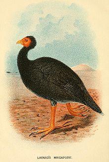 LayardsMegapode.jpg