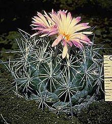 Nightblooming cactus.jpg