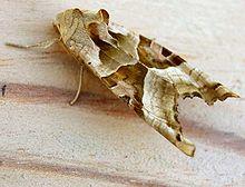 Phlogophora meticulosa01.jpg