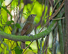 Schiffornis virescens.jpg