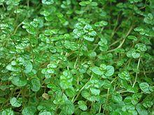 Soleirolia soleirolii002.JPG