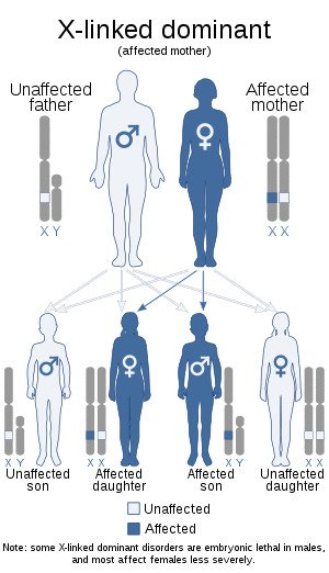 X-linked dominant (affected mother).svg