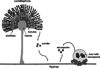 Conidia Formation Image.png