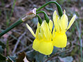 Narcissus triandrus Closeup 2009March18 DehesaBoyalPuertollano.jpg