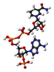 NADPH