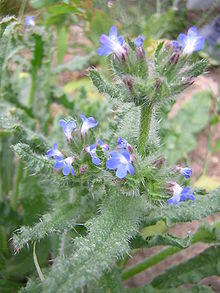 Anchusa arvensis3.jpg