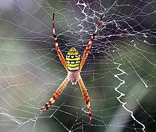 Argiope picta 1761cp.jpg