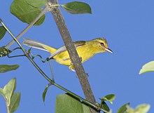 Golden Vireo.jpg