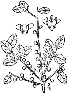 Ilex glabra.png