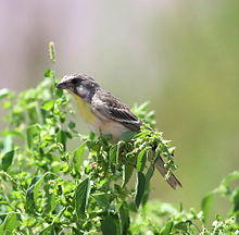 Lemon-breasted canary, Crithagra citrinipectus, near Pafuri in Kruger National Park, South Africa.jpg