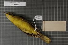 Naturalis Biodiversity Center - RMNH.AVES.126320 2 - Bleda eximia notata (Cassin, 1857) - Pycnonotidae - bird skin specimen.jpeg