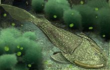 Ostracoderm digital recreation..jpg