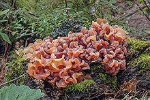 Phaeotremella Jalisco.jpg