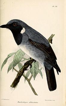 PoecilodryasAlbinotataKeulemans.jpg