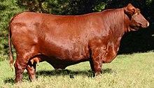 Santa Gertrudis Cow.jpg