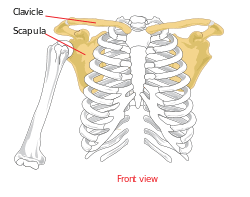 Pectoral girdle front diagram.svg