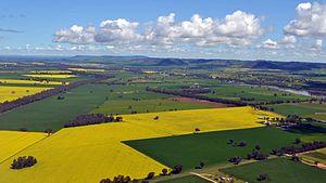 Canola Fields (Cowra).jpg