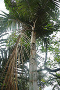 3.cerox.echin (14616907378).jpg