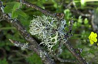 Lichen foliacé2..JPG