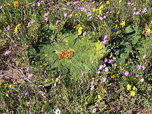 Arctopus echinatus P1030649.JPG