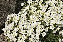 Arenaria Montana in bloom.jpg