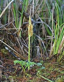 Botrychium multifidum.jpg