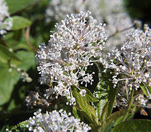 Ceanothus americanus1.jpg