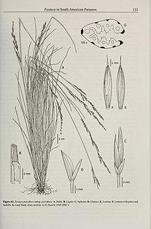 Contributions from the United States National Herbarium (2008) (14596670770).jpg