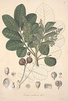 Florae Columbiae (Plate CXXVI) (8205962358).jpg