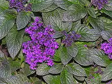 Heliotropium peruvianum.jpg