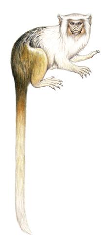 Hershkovitz's marmoset Mico intermedius.png