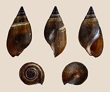 Melanopsis buccinoidea 01.JPG