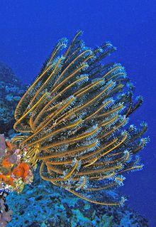 Oxycomanthus bennetti.jpg