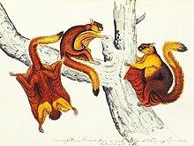 Petaurista magnificus.jpg