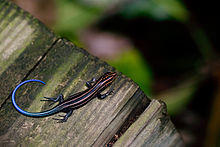 Plestiodon.jpg