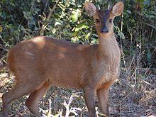 Red Brocket (Mazama americana) male (28091090800).jpg
