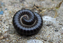 Tachypodoiulus niger 2.jpg