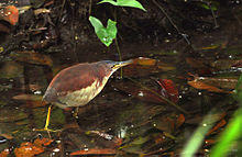 Schrenck's bittern