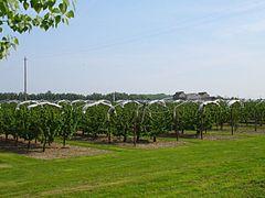 Cherry orchard at Norton - geograph.org.uk - 170685.jpg