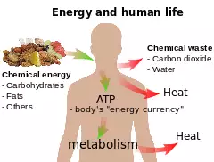 diagram showing human energy process from food input to heat and waste output